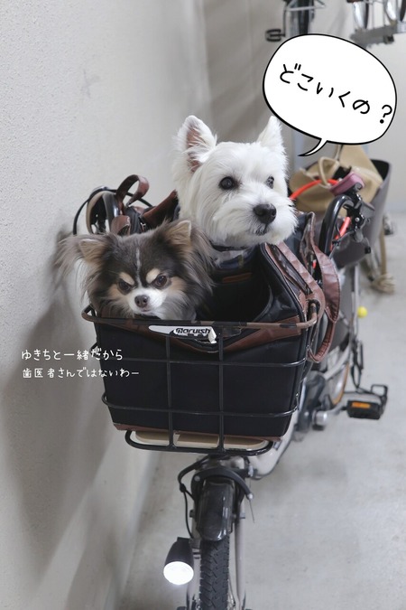 犬連れ表参道。はちみつを買いに行ったら、まさかの土砂降り