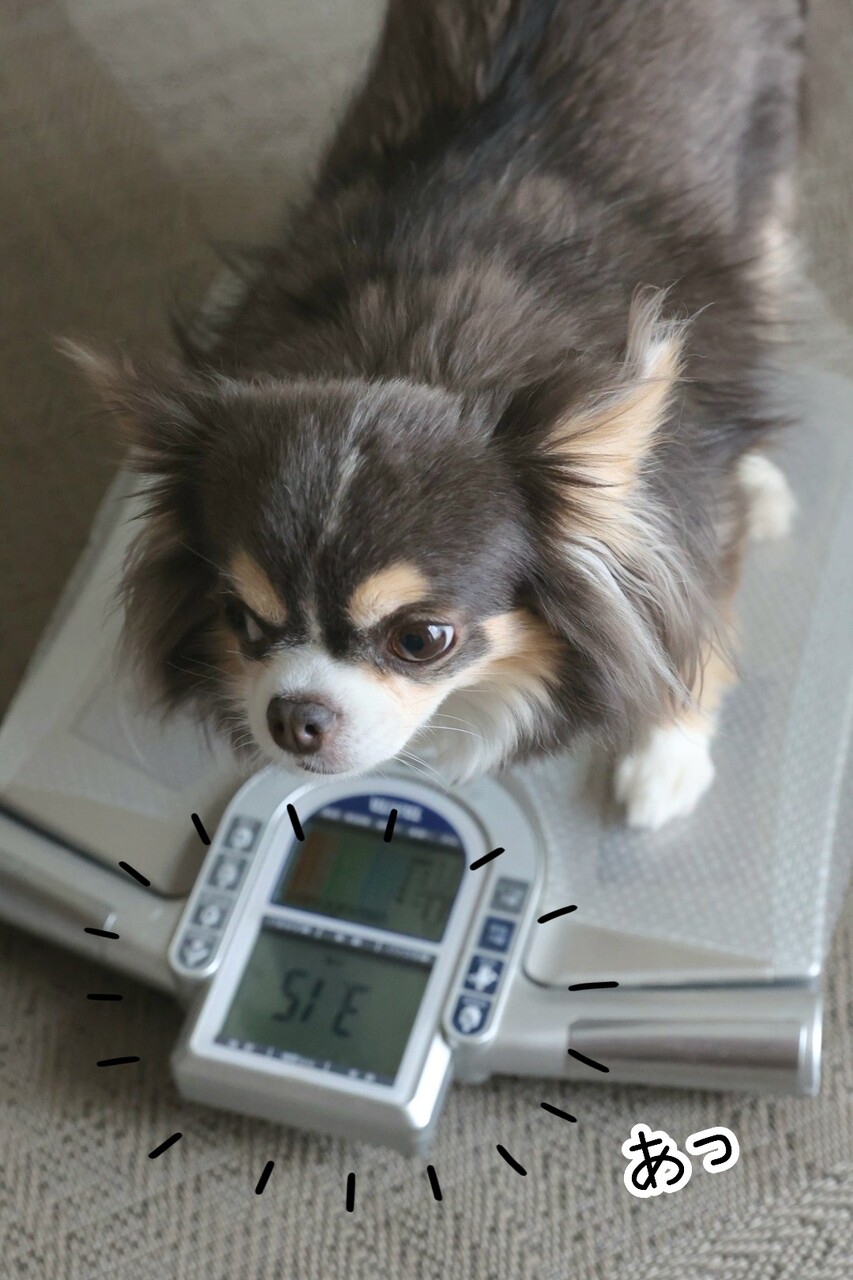 プー様 柴犬 8キロ×3 美しい