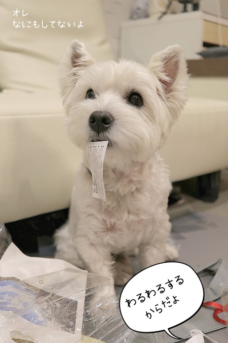 【ウエスティパーティ2025】名刺よりも、おやつに夢中。ウエスティパーティー後の我が家事件簿