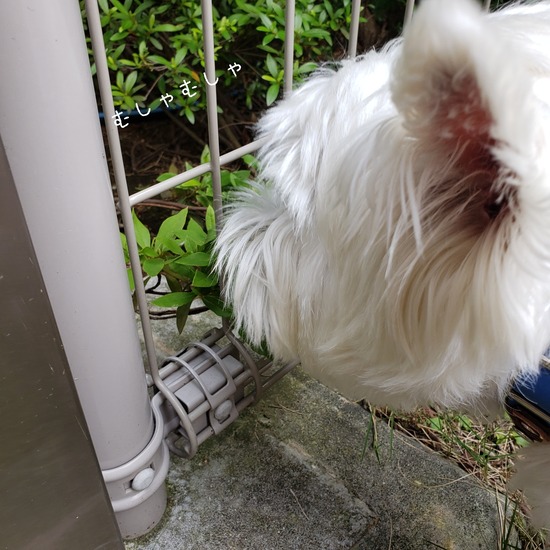 21-05-29-01-07-16-354_deco