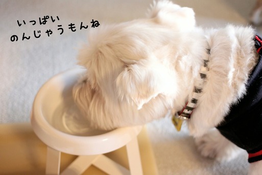 ブランカ ウエスティ ブランカ