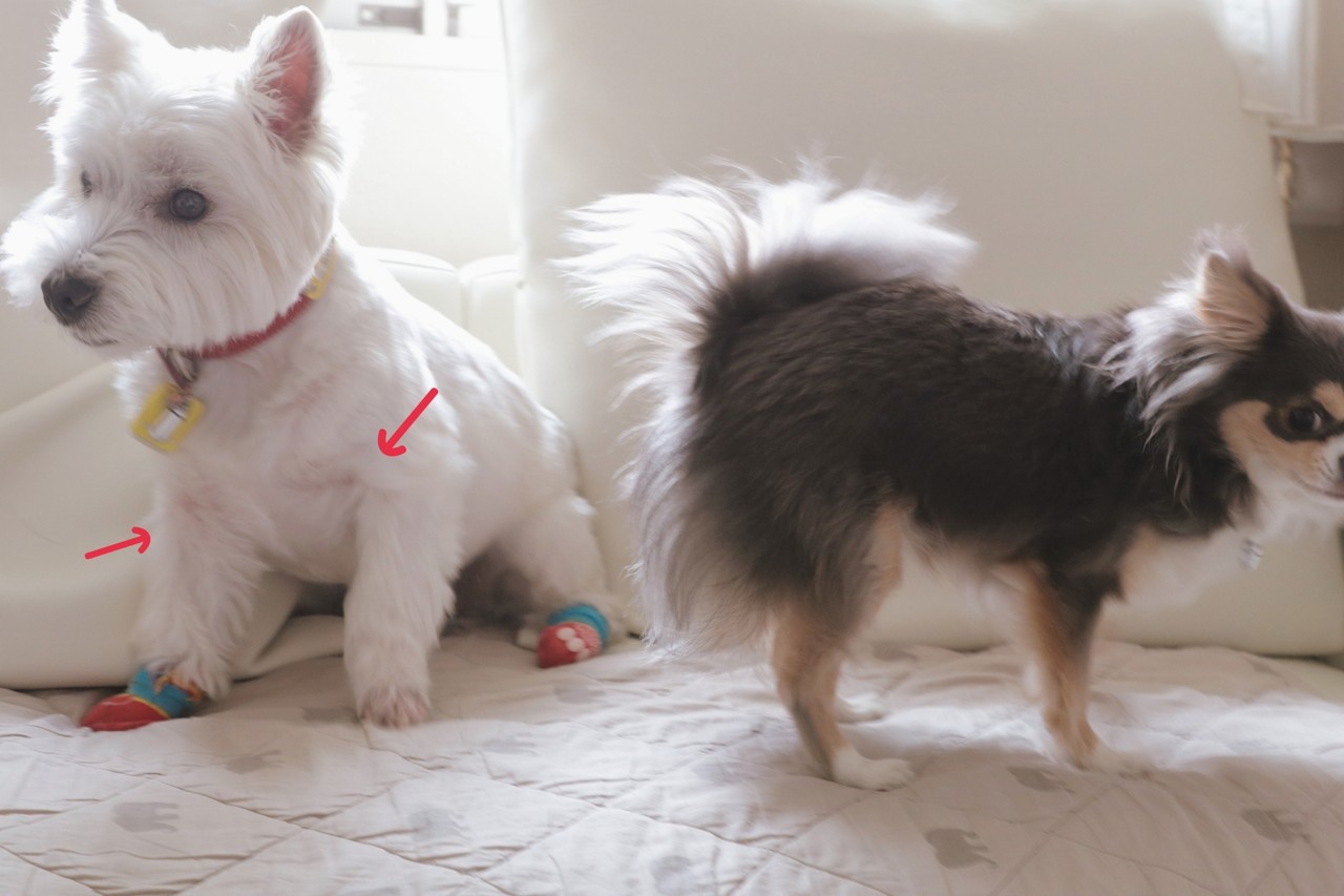 皮膚 プロトピックもらった と 皮膚保護服 たかシェフのおうちごはん と 白い犬 と チワワ Powered By ライブドアブログ 皮膚 プロトピックもらった と 皮膚保護服 たかシェフのおうちごはん と 白い犬 と チワワ Powered By ライブドアブログ