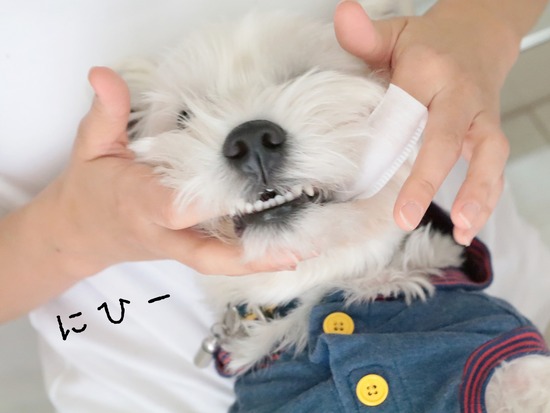 【犬グッズ】歯磨きグッズ