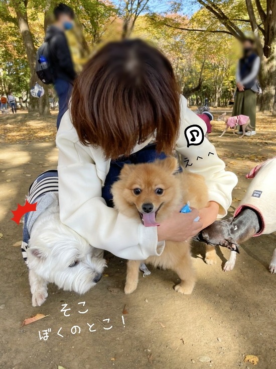 【犬】ドッグランでみせた、飼い犬がたまらん行動！！