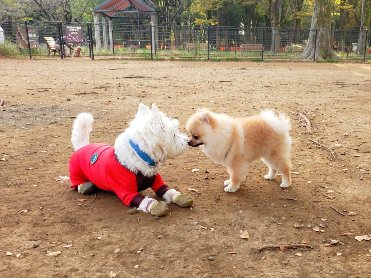 びびりな犬 ドッグラン編 たかシェフのおうちごはん と 白い犬 と チワワ Powered By ライブドアブログ