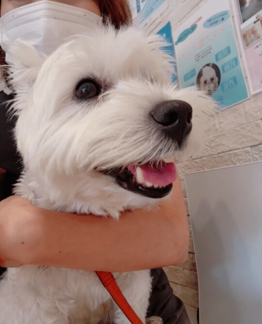 「【犬の皮膚科通院記録】ゆきちとアトピー性皮膚炎、腸内細菌のこと