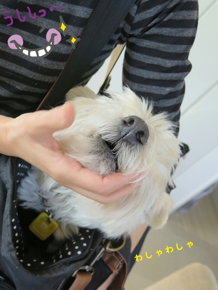 ブランカの日記 わしゃわしゃ たかシェフのおうちごはん と 白い犬 と チワワ Powered By ライブドアブログ