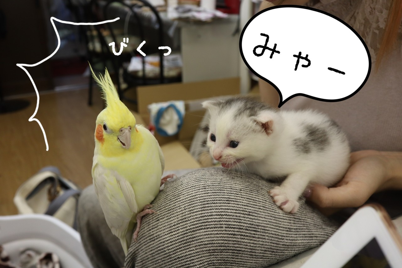 猫 里親募集の猫たちの続き たかシェフのおうちごはん と 白い犬 と チワワ Powered By ライブドアブログ 猫 里親募集の猫たちの続き たかシェフのおうちごはん と 白い犬 と チワワ Powered By ライブドアブログ