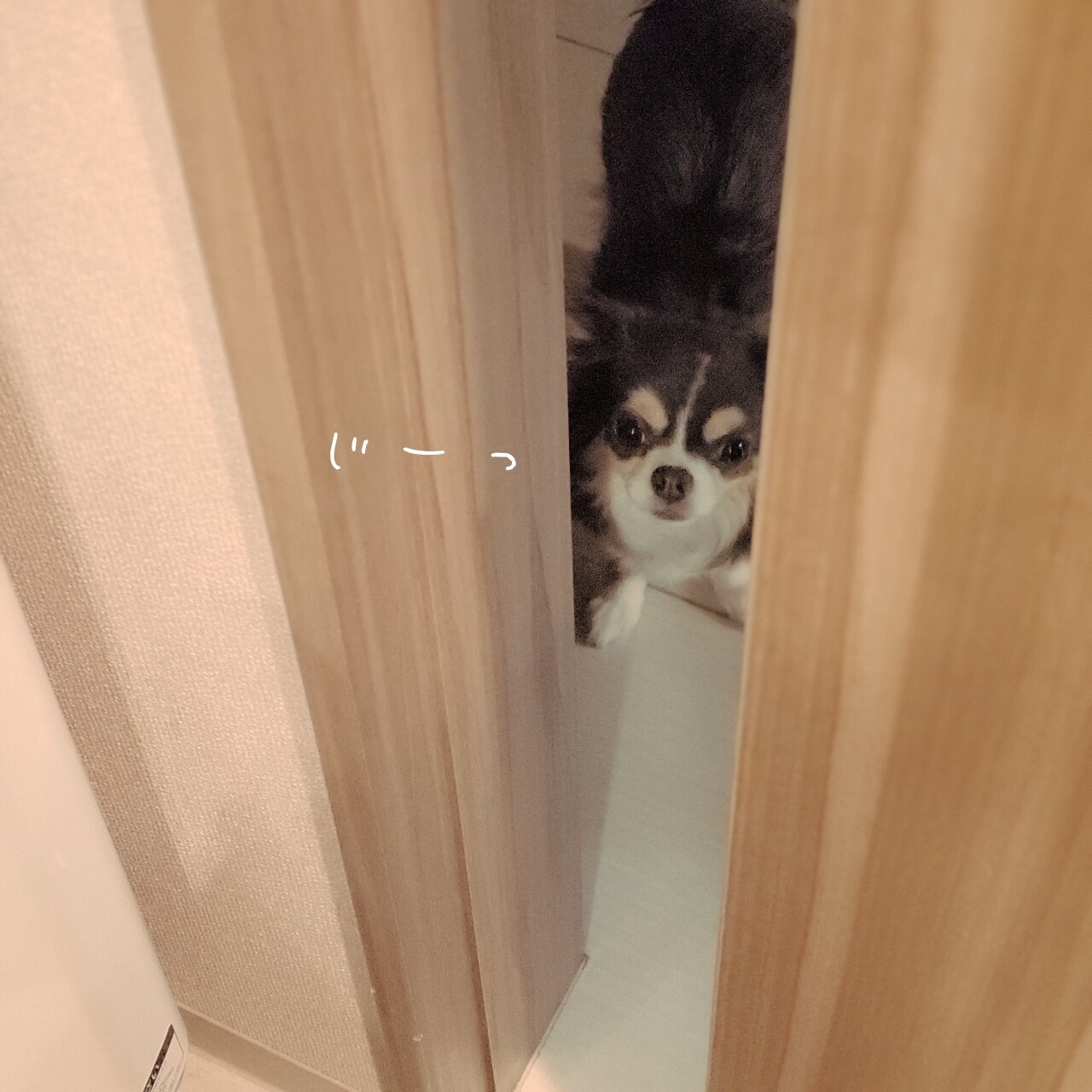 チワワ ウエスティ お風呂がそろそろおわるぞ たかシェフのおうちごはん と 白い犬 と チワワ Powered By ライブドアブログ チワワ ウエスティ お風呂がそろそろおわるぞ たかシェフのおうちごはん と 白い犬 と チワワ Powered By ライブドアブログ