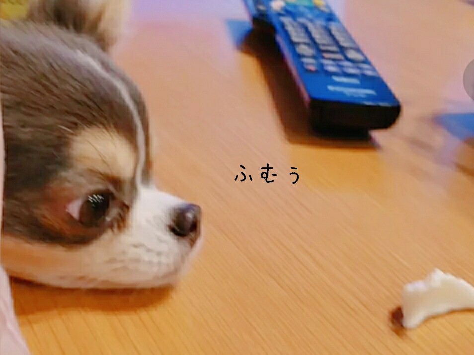 チワワ きゃべツの芯デビュー たかシェフのおうちごはん と 白い犬 と チワワ Powered By ライブドアブログ チワワ きゃべツの芯デビュー たかシェフのおうちごはん と 白い犬 と チワワ Powered By ライブドアブログ