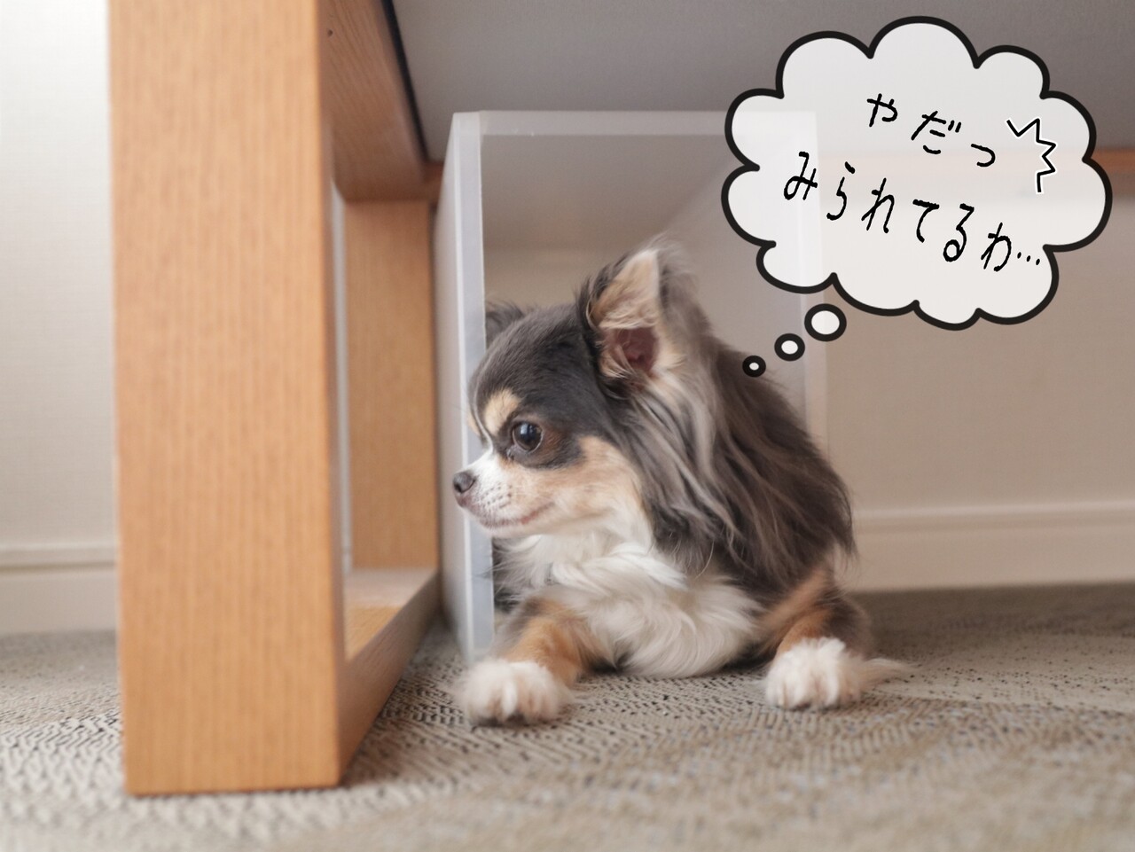 チワワ プチ特技 たかシェフのおうちごはん と 白い犬 と チワワ Powered By ライブドアブログ