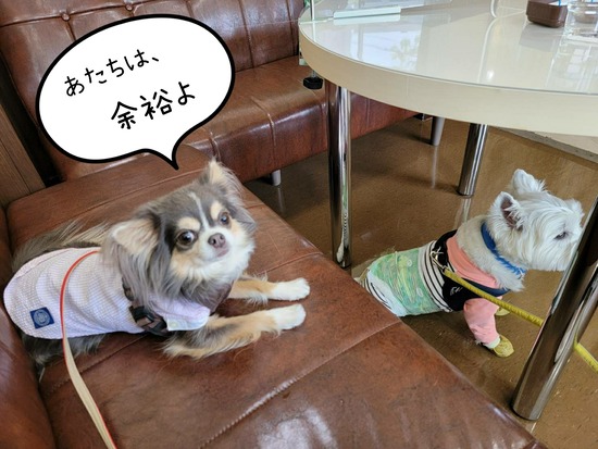 22-04-23-09-23-53-808_deco