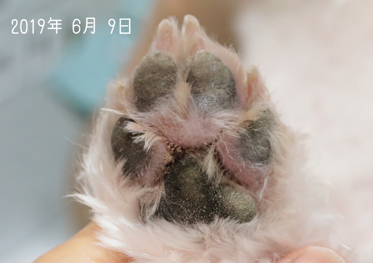 ご質問のお返事 肉球ガサガサその後 と お散歩服 たかシェフのおうちごはん と 白い犬 と チワワ Powered By ライブドアブログ ご質問のお返事 肉球ガサガサその後 と お散歩服 たかシェフのおうちごはん と 白い犬 と チワワ Powered By ライブドアブログ