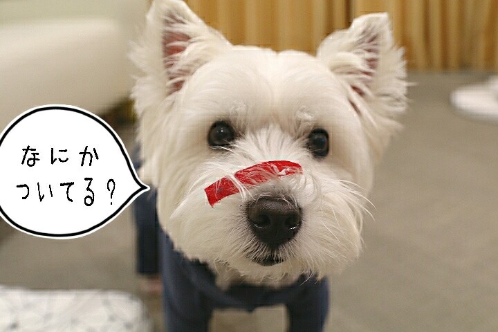ひらきなおった犬 たかシェフのおうちごはん と 白い犬 と チワワ Powered By ライブドアブログ