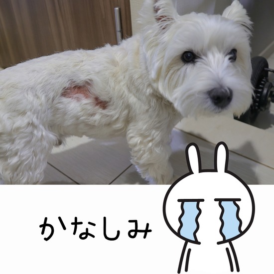 ゆきちの皮膚が悪くなりまして　その③