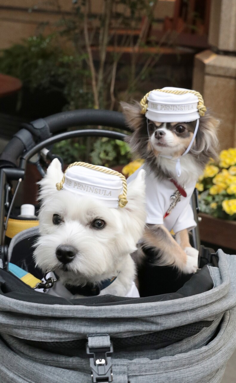 犬とおでかけ ペニンシュラ東京 たかシェフのおうちごはん と 白い犬 と チワワ Powered By ライブドアブログ