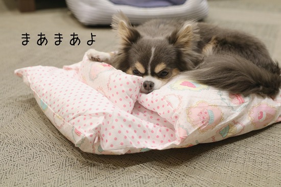 【犬】あるある！ネットでよくある、サイズ違い