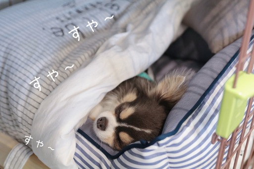 【チワワ】お気に入りだった寝床をゲットしたぞ～