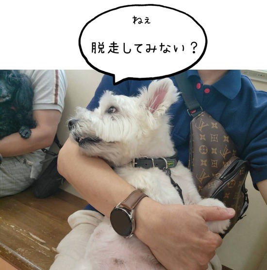 23-06-27-11-31-07-146_deco