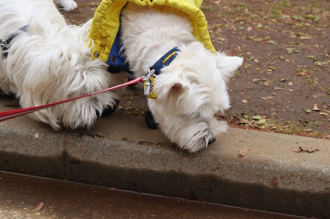 ウエスティ 雪が降る前に たかシェフのおうちごはん と 白い犬 と チワワ Powered By ライブドアブログ ウエスティ 雪が降る前に たかシェフのおうちごはん と 白い犬 と チワワ Powered By ライブドアブログ