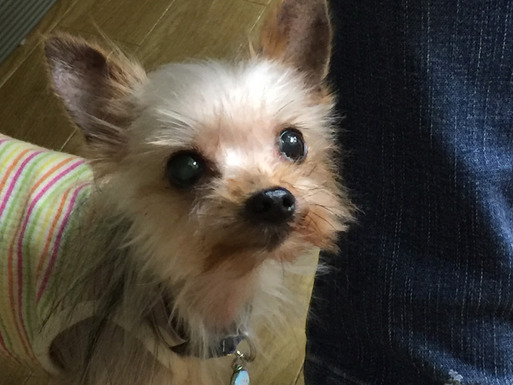 お別れ さようなら 星夏ちゃん たかシェフのおうちごはん と 白い犬 と チワワ Powered By ライブドアブログ お別れ さようなら 星夏ちゃん たかシェフのおうちごはん と 白い犬 と チワワ Powered By ライブドアブログ