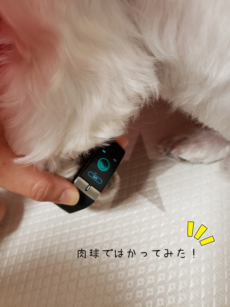 犬の酸素飽和度 はかれたぞ たかシェフのおうちごはん と 白い犬 と チワワ Powered By ライブドアブログ 犬の酸素飽和度 はかれたぞ たかシェフのおうちごはん と 白い犬 と チワワ Powered By ライブドアブログ