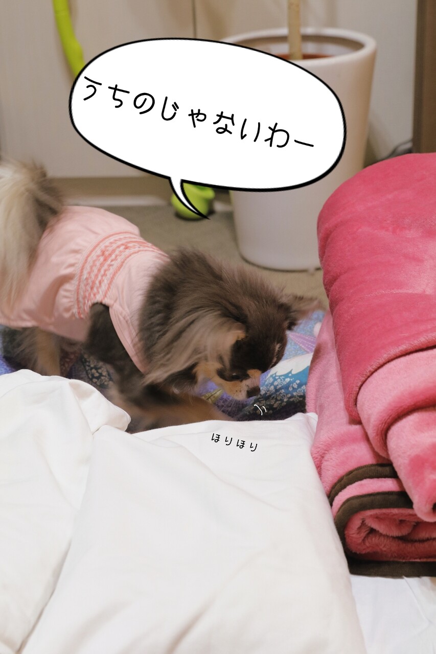 日記 レンタル布団を借りてみました たかシェフのおうちごはん と 白い犬 と チワワ Powered By ライブドアブログ 日記 レンタル布団を借りてみました たかシェフのおうちごはん と 白い犬 と チワワ Powered By ライブドアブログ