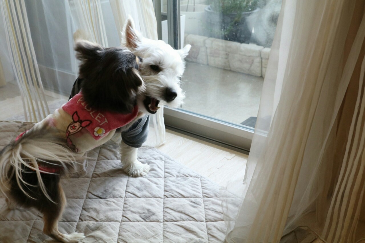 犬 カーテンが たかシェフのおうちごはん と 白い犬 と チワワ Powered By ライブドアブログ 犬 カーテンが たかシェフのおうちごはん と 白い犬 と チワワ Powered By ライブドアブログ