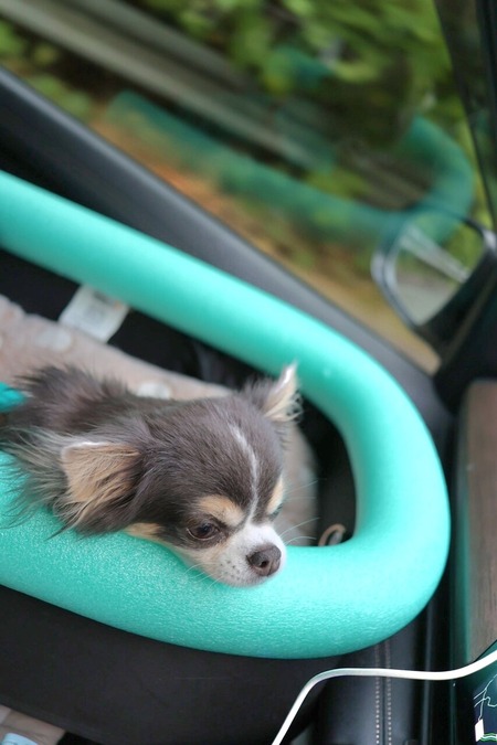 【熊野大花火大会2025】東京から犬と行った反省会