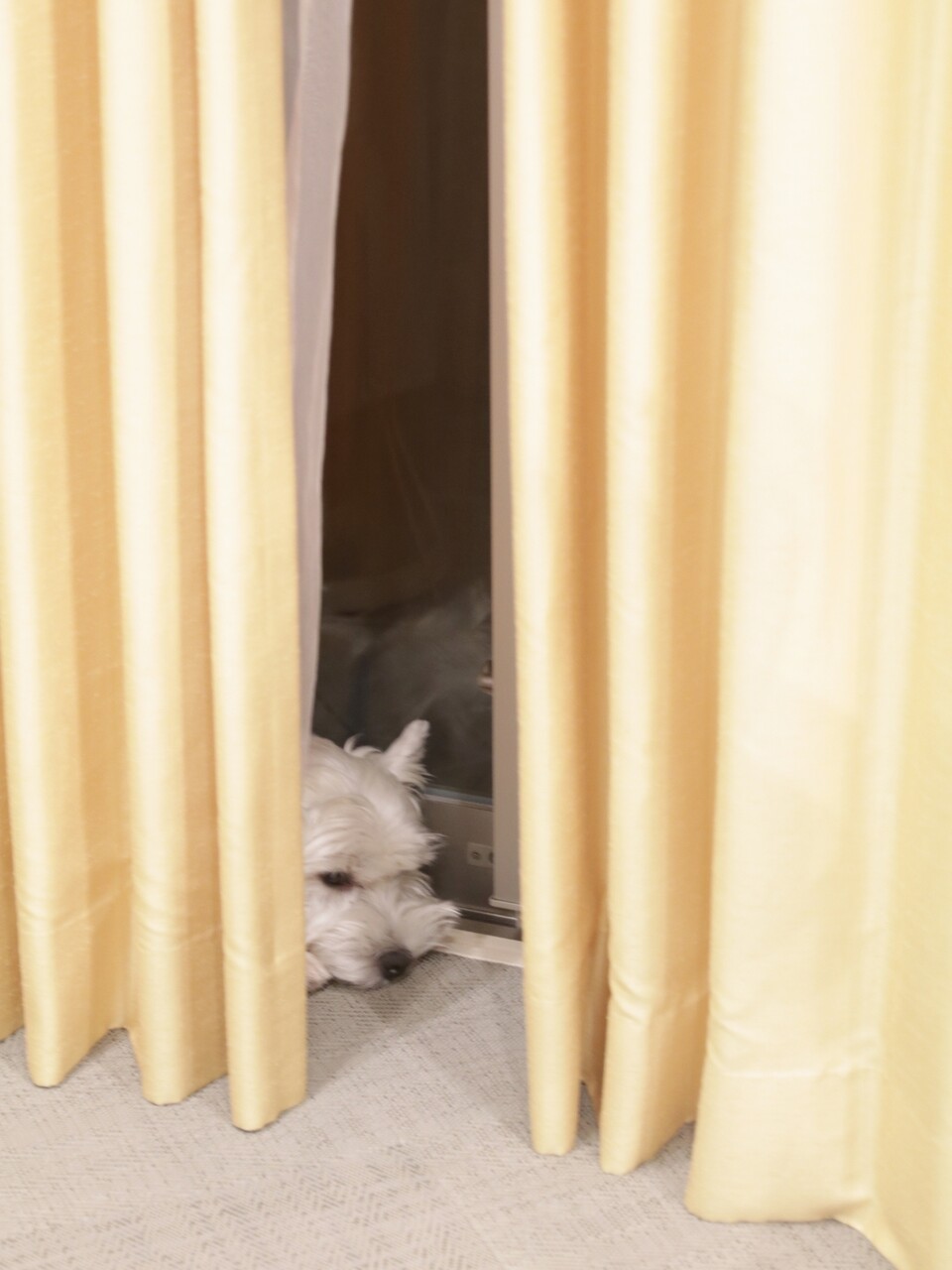 犬 狭いうちの中で 犬が隠れた場所は たかシェフのおうちごはん と 白い犬 と チワワ Powered By ライブドアブログ