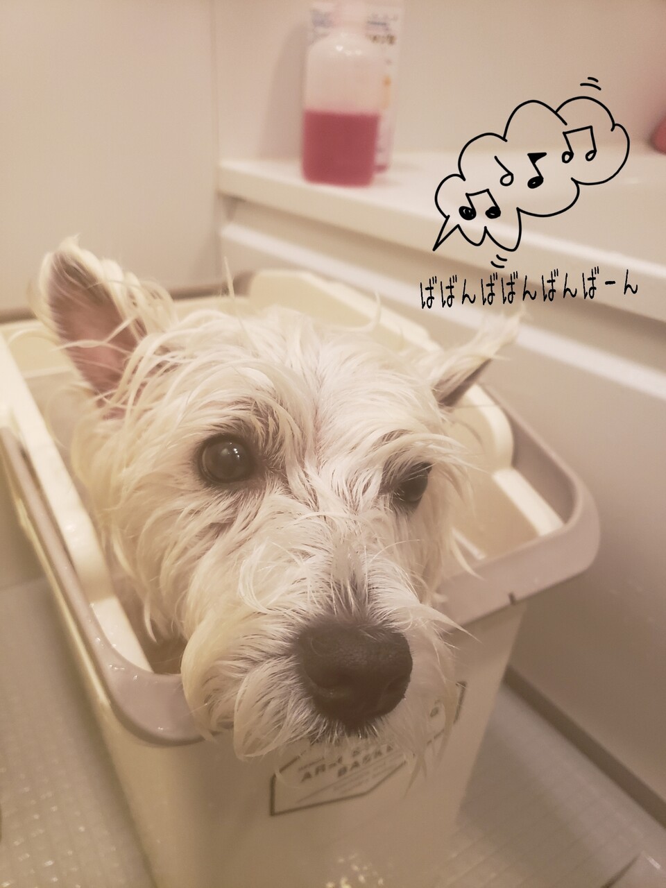 ばばんばばんばんば ん たかシェフのおうちごはん と 白い犬 と チワワ Powered By ライブドアブログ