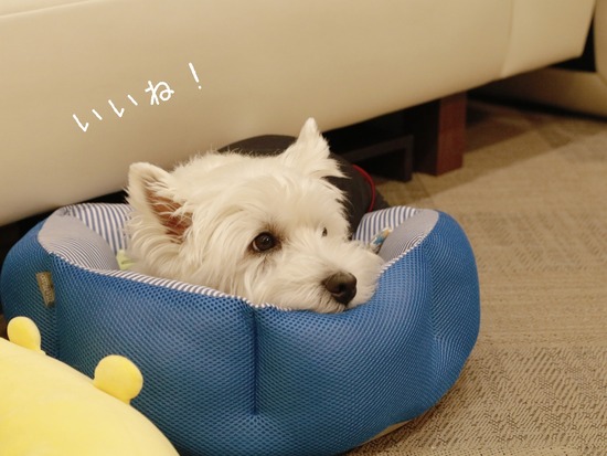 21-10-12-07-24-12-068_deco