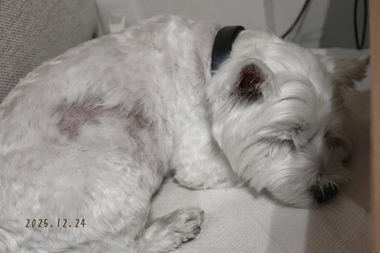 25-12-24-20-58-23-284_deco