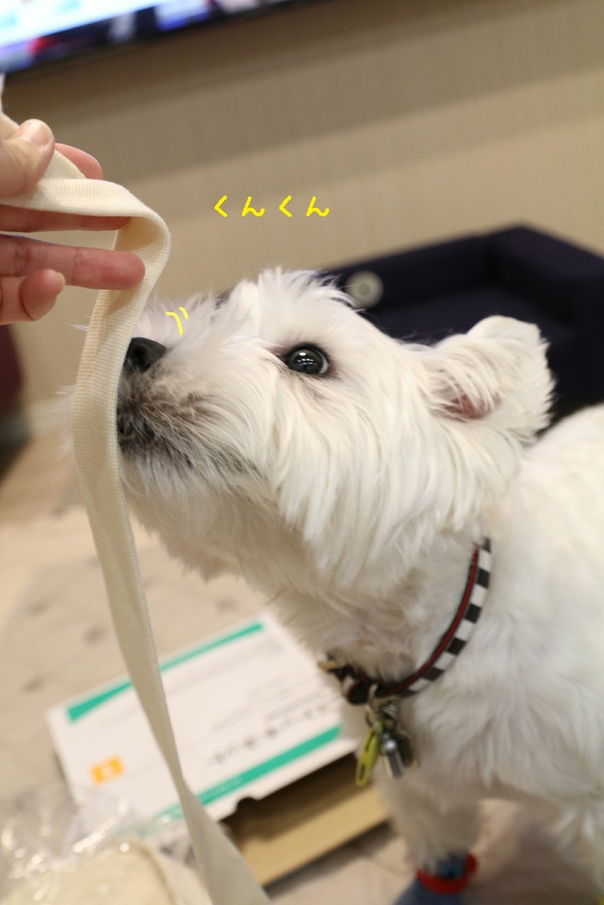 犬 靴下物語 たかシェフのおうちごはん と 白い犬 と チワワ Powered By ライブドアブログ 犬 靴下物語 たかシェフのおうちごはん と 白い犬 と チワワ Powered By ライブドアブログ