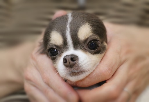 【チワワ】かわいがり