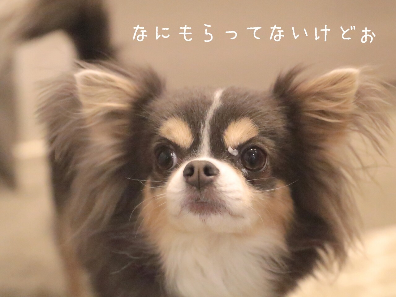 チワワ きゃべツの芯デビュー たかシェフのおうちごはん と 白い犬 と チワワ Powered By ライブドアブログ