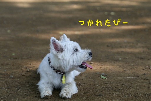 【犬】おいかけっこ