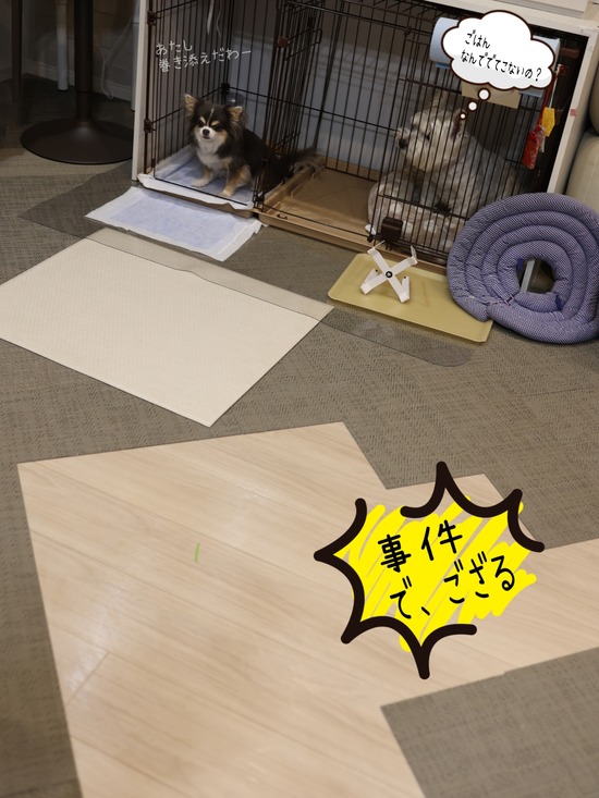 犬のおしっこ事件で気づいた…我が家の床掃除の大問題