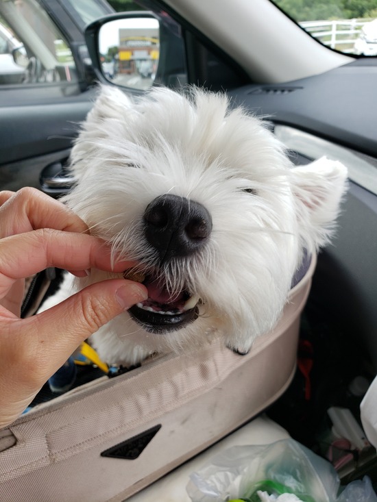 【旅】おひるごはんにありつけず。