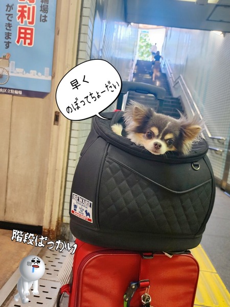 24-07-24-17-41-13-313_deco