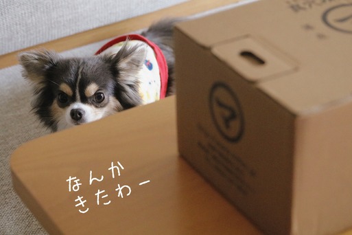 【おいしい物】みかんとクレームの落としどころ。