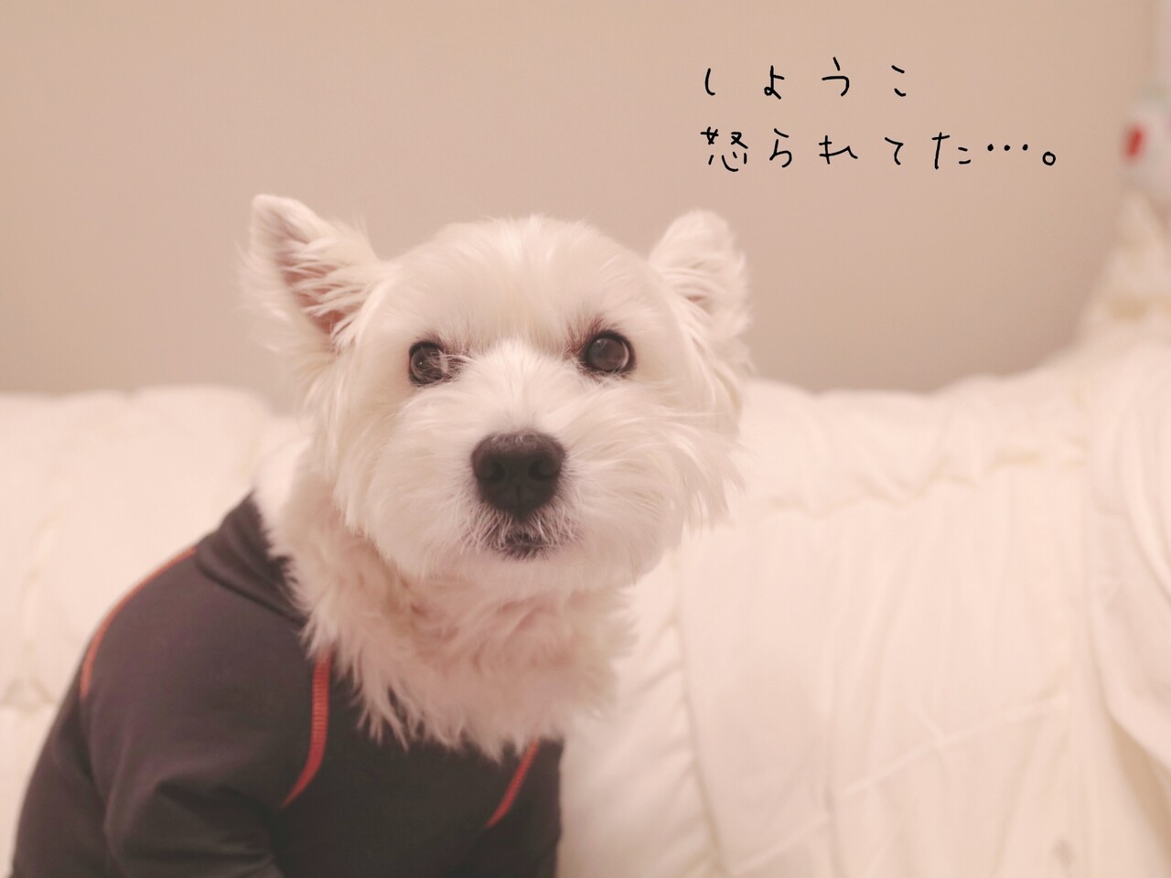 飼い主思いのゆきち たかシェフのおうちごはん と 白い犬 と チワワ Powered By ライブドアブログ