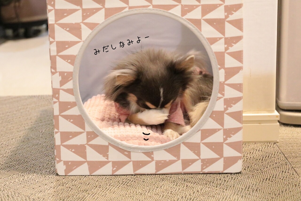 チワワ 飼い主の期待をはずさないチワワ たかシェフのおうちごはん と 白い犬 と チワワ Powered By ライブドアブログ チワワ 飼い主の期待をはずさないチワワ たかシェフのおうちごはん と 白い犬 と チワワ Powered By ライブドアブログ