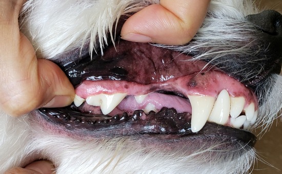 【犬　】歯医者さんの日　　過酷な日。歯医者さんの日とかいろいろ。