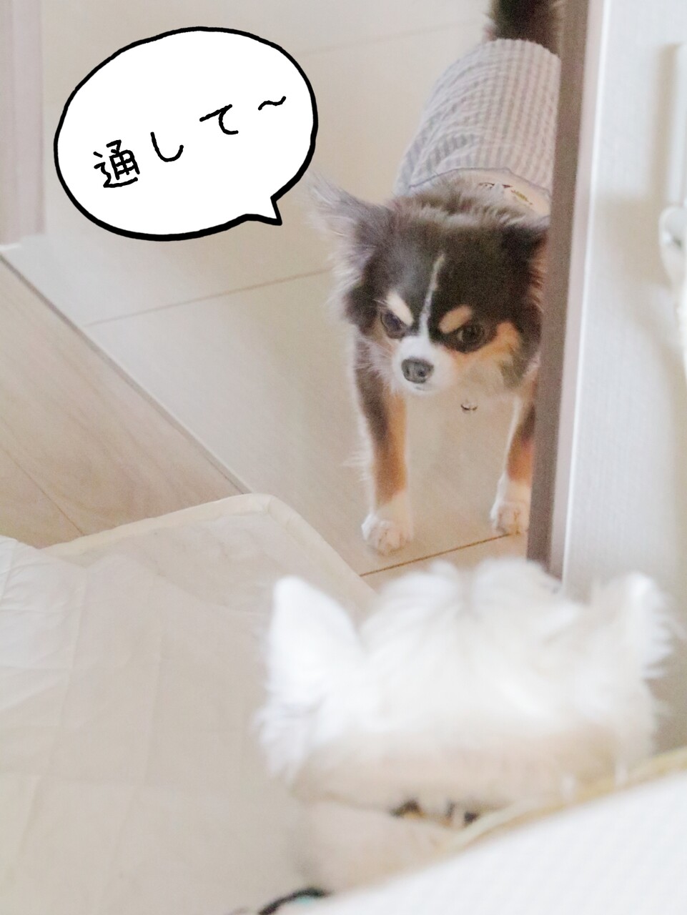 犬 やられたらやり返すぅ その たかシェフのおうちごはん と 白い犬 と チワワ Powered By ライブドアブログ 犬 やられたらやり返すぅ その たかシェフのおうちごはん と 白い犬 と チワワ Powered By ライブドアブログ