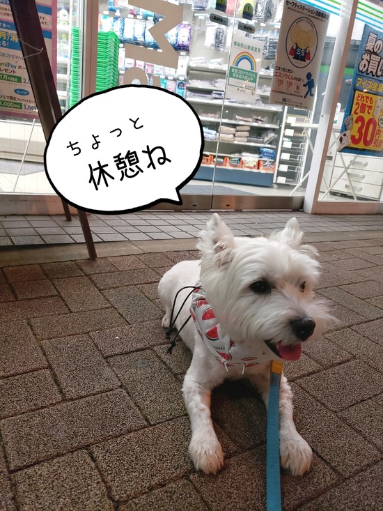 21年08月04日 たかシェフのおうちごはん と 白い犬 と チワワ Powered By ライブドアブログ