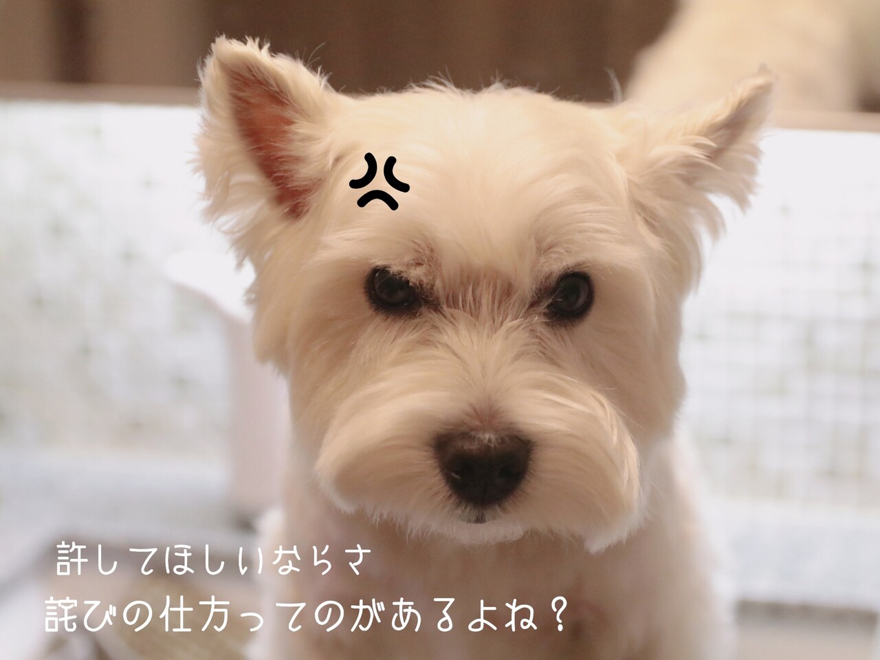 犬 白犬の主張 たかシェフのおうちごはん と 白い犬 と チワワ Powered By ライブドアブログ 犬 白犬の主張 たかシェフのおうちごはん と 白い犬 と チワワ Powered By ライブドアブログ
