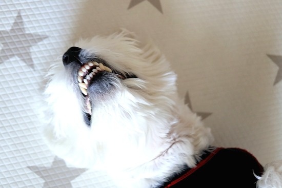 犬飼いの朝は忙しい。なのに玄関に来てくれない件