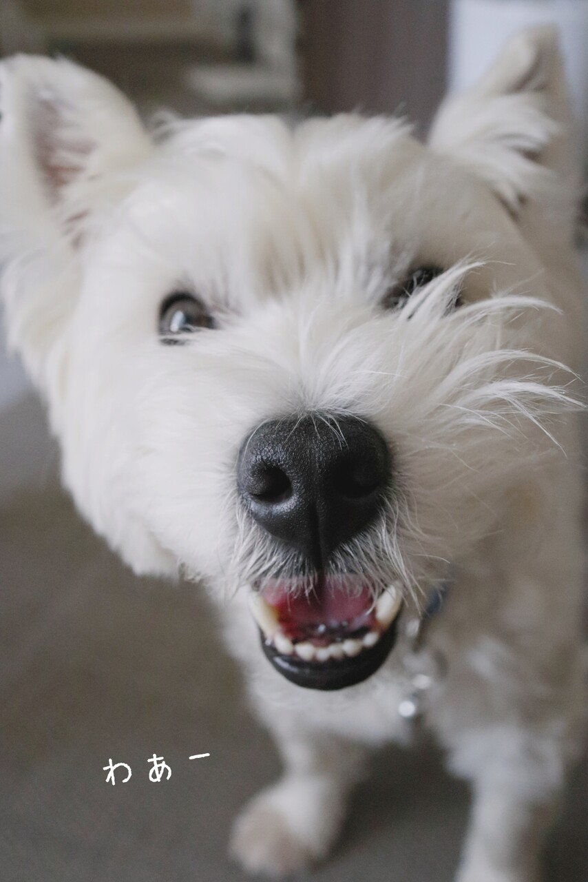 犬 犬の個性による嬉しい時の表現力の違い たかシェフのおうちごはん と 白い犬 と チワワ Powered By ライブドアブログ 犬 犬の個性による嬉しい時の表現力の違い たかシェフのおうちごはん と 白い犬 と チワワ Powered By ライブドアブログ