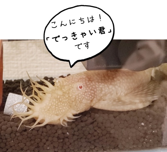 【水槽ワールド】もじゃもじゃが生えた魚の物語　～飼い主の苦悩